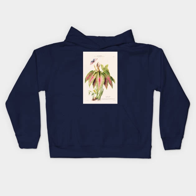 Caladium Bicolor - Flore d’Amérique - Botanical Illustration Kids Hoodie by chimakingthings